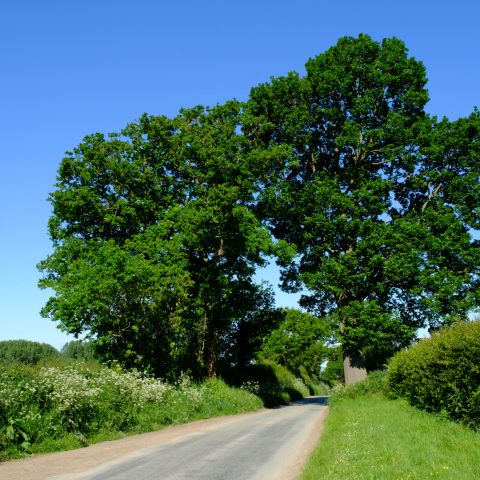 DSCF0081